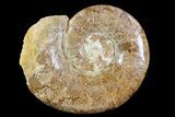 Polished, Jurassic Euaspidoceras Ammonite Fossil - Madagascar #72882-1